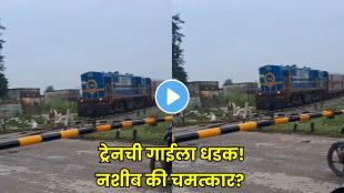 Cow survives train collision at railway crossing in viral video