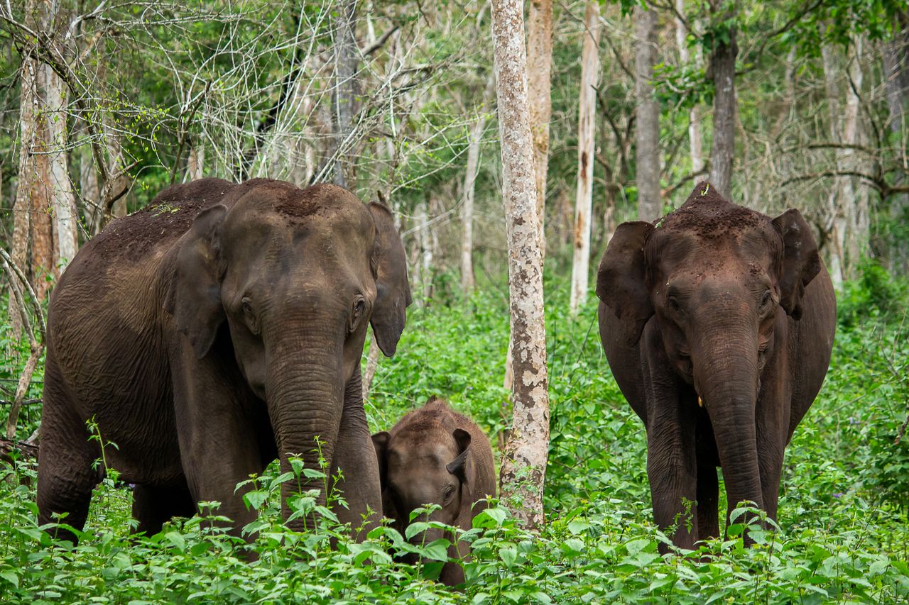 Elephant Sanctuaries In India