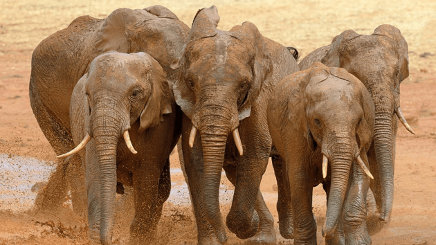 Elephant Sanctuaries In India