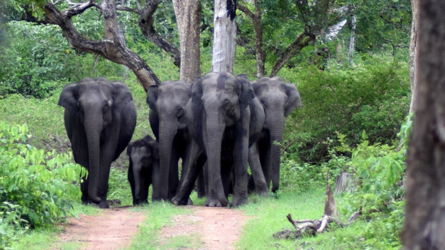 Elephant Sanctuaries In India