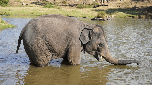 Elephant Sanctuaries In India