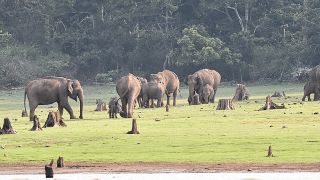 Elephant Sanctuaries In India