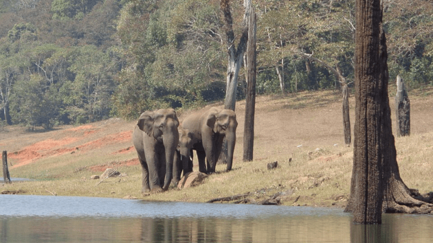 Elephant Sanctuaries In India