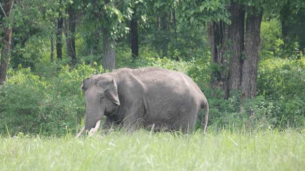 Elephant Sanctuaries In India