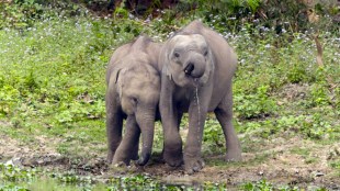 Elephant Sanctuaries In India