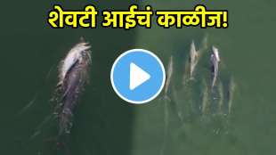 Emotional Dolphin Video Viral