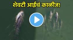 शेवटी आईचं काळीज! पिल्लाचा मृत्यू, डॉल्फिन आईनं घेतलं पाठीवर अन्…; पाहा हदयद्रावक VIDEO