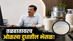 तुकाराम मुंढेंचा मोठा खुलासा! भेसळखोर दुधात ‘या’ ५ गोष्टी मिसळतात; फक्त तळहातावर ठेवून १० सेकंदांत ओळखा दुधातील भेसळ