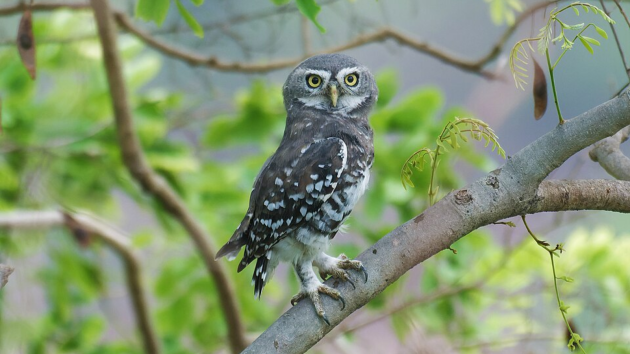 Discover rare owl species