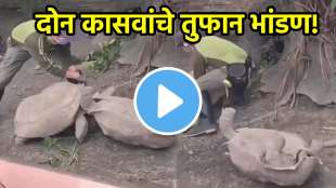 Giant Tortoise Fight Viral Video