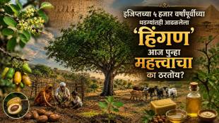 Hingani Tree Balanites roxburghii benefits