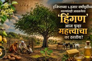 Hingani Tree Balanites roxburghii benefits