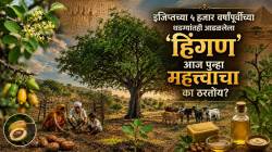 Hingan Tree Balanites: वयोमान तब्बल हजारो वर्षांचे, दुष्काळातही राहतो हिरवागार, कोणता हा वृक्ष, काय त्याचे गुण? काय त्याचा प्रभाव?