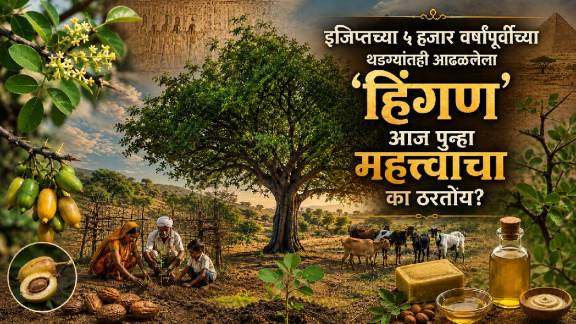 Hingani Tree Balanites roxburghii benefits