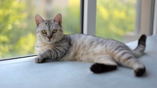 International Cat Day 2026