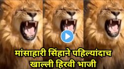 अरे देवा! मटण सोडून सिंहाने पहिल्यांदा खाल्ली हिरवी भाजी; पहिला घास घेताच असा चेहरा केला की… VIDEO पाहून पोट धरून हसाल!