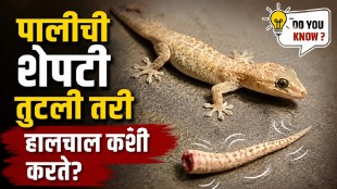 Lizard with detached tail showing its unique survival mechanism