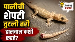 पालीची शेपटी तुटल्यानंतरही का हलत राहते तुम्हाला माहितीये का? कारण ऐकून व्हाल थक्क!