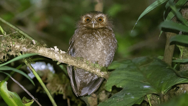 Discover rare owl species