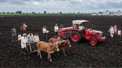 अपुऱ्या पावसामुळे खरीप पेरण्यांमध्ये आठ लाख हेक्टरने घट ; खरीप पेरणी ९५ टक्क्यांवर; १ कोटी ३६ लाख हेक्टरवर पेरा