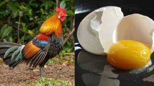 why chicken eggs are most popular