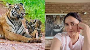 Amruta Khanvilkar Tadoba safari photos