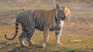 Chandrapur Tiger Attack Herdsman Death