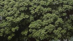 Mumbai Housing Societies FIR Tree Damage