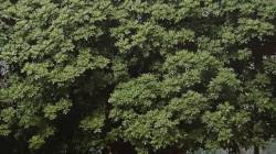 मुंबई : वृक्षाला विषारी इंजेक्शन देणाऱ्या सोसायटीविरोधात गुन्हा, अन्य प्रकरणात वृक्षांची अवास्तव तोड