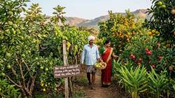 फळपीक विमा योजनेसाठी ८५ हजार शेतकऱ्यांची नोंदणी, ७१९ कोटी रुपयांची विमा संरक्षित रक्कम