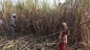 maharashtra sugarcane workers