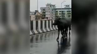Bhayander Flyover Stray Cattle Problem | Mira Bhayander Flyover Traffic Block Accident Risk | MMRDA Bhayander Flyover Narrow Road Issue | MBMC Action Against Stray Animals Bhayander News