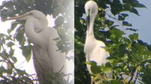 Hinganghat Heronry Wardha Bird Species