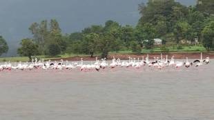 Flamingos in Bamnoli Koyna Shivsagar Lake Satara | Rohit Birds Migration Satara Tourism | Koyna Dam Wildlife Division Bamnoli | Majre Shembadi Triveni Sangam Satara Birds