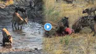 Wild dog vs Hyenas