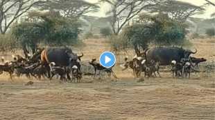 Thrilling attack by a pack of wild dogs on a buffalo video
