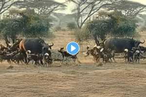 Thrilling attack by a pack of wild dogs on a buffalo video