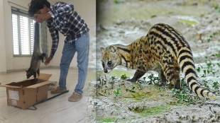 Nagpur Civet Cat