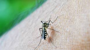 Ulhasnagar Dengue Cases | Ulhasnagar Municipal Corporation Health Alert | Mosquito Breeding Inspection Ulhasnagar | Dengue Prevention Campaign Maharashtra