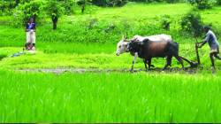 सिंधुदुर्ग: शेतजमीन खरेदी करताना शेतकरी दाखल्याची पडताळणी अनिवार्य; बनावट दाखल्यांद्वारे दस्त नोंदणीला आळा घालण्यासाठी जिल्हाधिकाऱ्यांचे आदेश