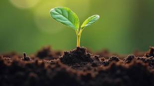 Navi Mumbai Green Ward Competition