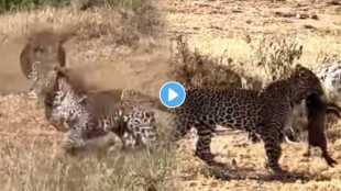 leopard hunting warthog inside the burrow