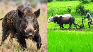 gondia-wild-boar-attack-three-farmers-injured