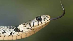 Vasai Woman Dies Snake Bite