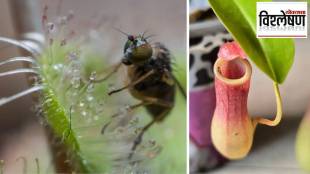 Charles Darwin Carnivorous Plant Theory | Saxifraga Candelabrum New Carnivorous Plant Discovery | Chinese Academy of Sciences Kunming Institute of Botany | Sandeep Nalawade Article Science News