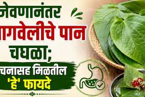 Betel Leaf Beneficial For Health