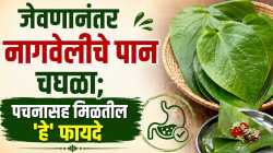 नागवेलीचे पान तोंडाचा स्वाद तर वाढवतेच; पण आरोग्यासाठीही फायदेशीर!