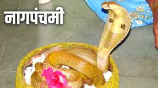 Shirala Nag Panchami Snake Display Permission | Sangli Shirala Nagpanchami High Court Rules | Wildlife Protection Act Nagpanchami Sangli | Forest Department Security Shirala Nagpanchami