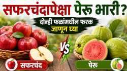 सफरचंद की पेरू? दोन्हीपैकी आरोग्यासाठी कोणतं फळ आहे अधिक फायदेशीर?