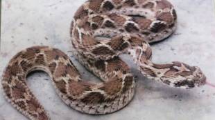 Ashram School Snake Bite Prevention Measures | Wardha Snake Expert Gajendra Surkar Safety Tips | Gadchiroli Ashram School Snakebite Death Compensation | Maharashtra Tribal School Student Safety Guidelines